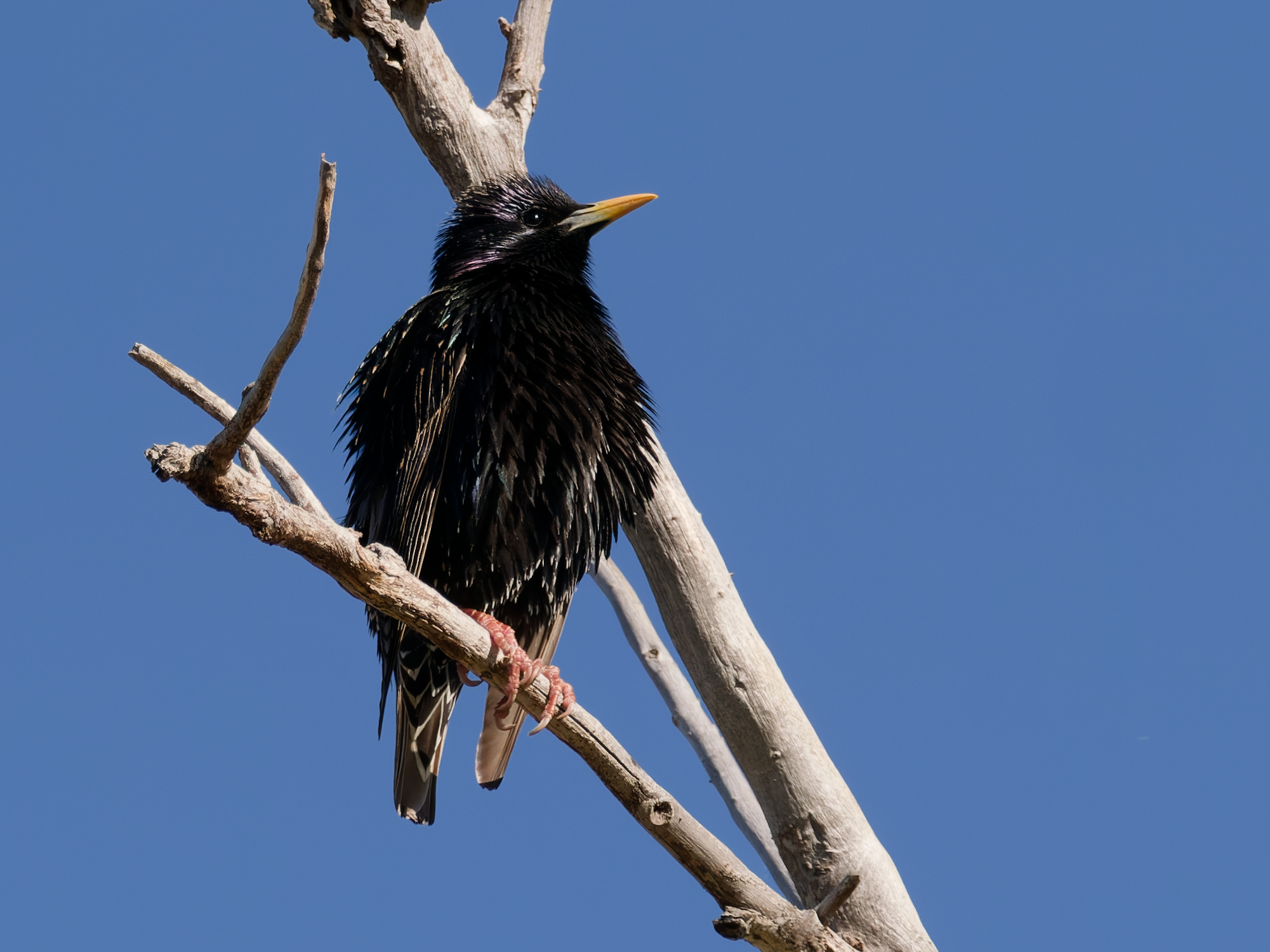 Click to open Dag 5: East Fort Lowell Road en Santa Cruz River Park